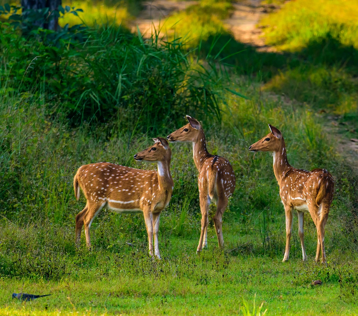 Jungle Safari - Nainital